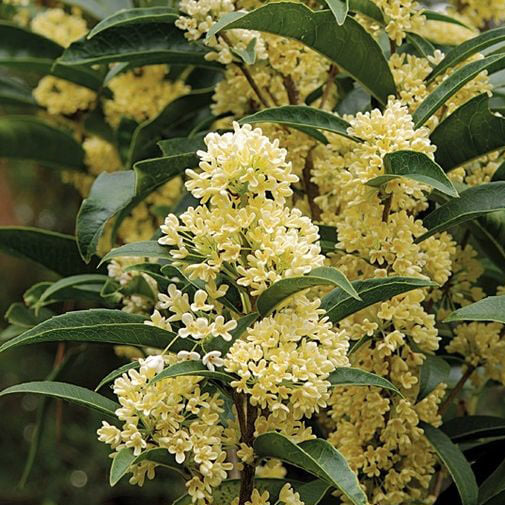 Loại cây sánh ngang lan đột biến của Việt Nam: Đại gia sẵn lòng vác bao tải tiền, gán thêm ô tô để mua - Ảnh 2