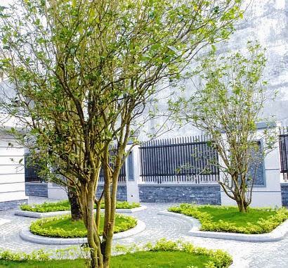 Loại cây sánh ngang lan đột biến của Việt Nam: Đại gia sẵn lòng vác bao tải tiền, gán thêm ô tô để mua - Ảnh 1