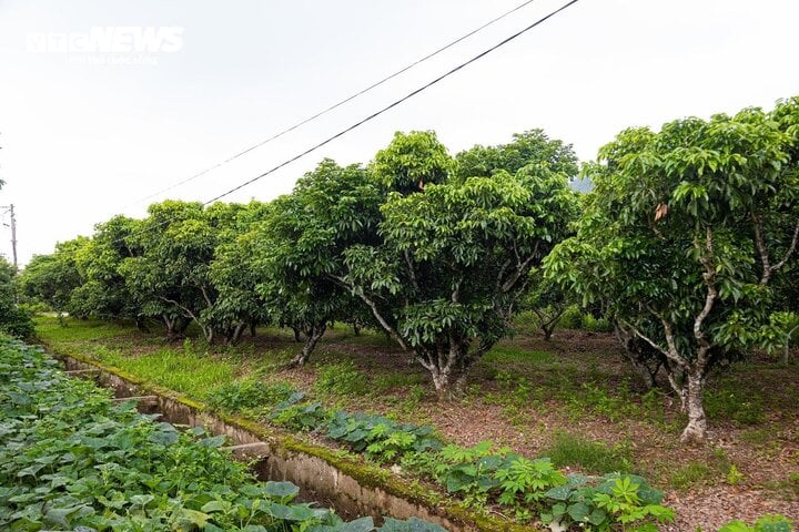 Vải thiều mất mùa, doanh nghiệp giảm sản lượng xuất khẩu - Ảnh 1