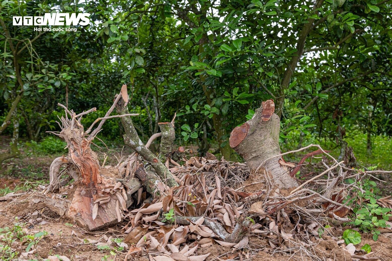 Mùa vải buồn ở Bắc Giang, mất nghìn tỷ đồng vì cây ‘chột’ hoa - Ảnh 2