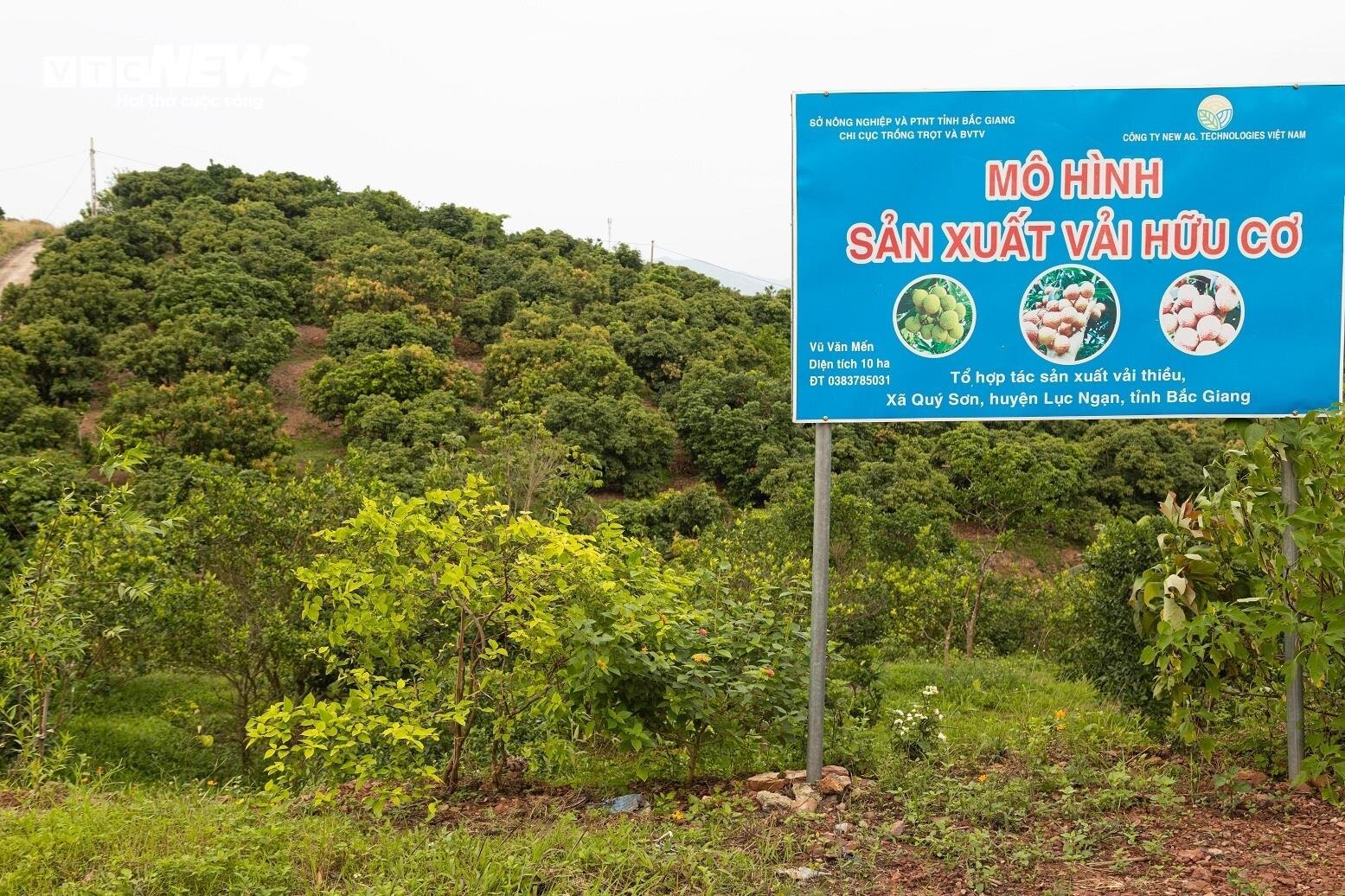 Mùa vải buồn ở Bắc Giang, mất nghìn tỷ đồng vì cây ‘chột’ hoa - Ảnh 7