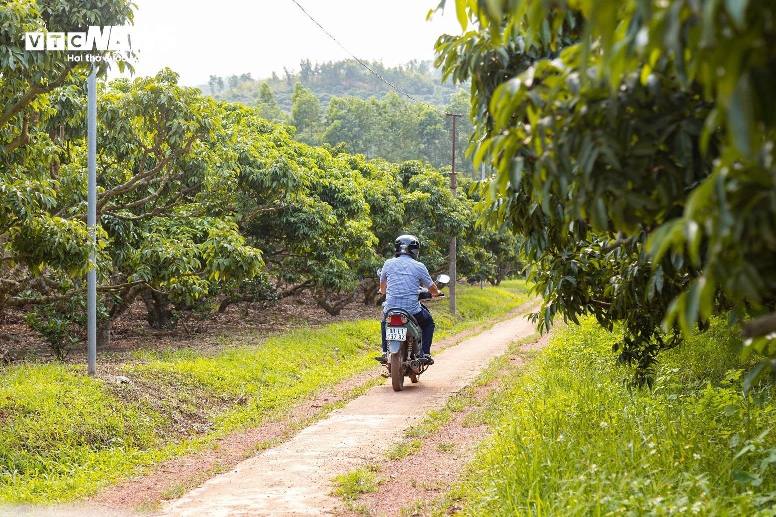 Mùa vải buồn ở Bắc Giang, mất nghìn tỷ đồng vì cây ‘chột’ hoa - Ảnh 11