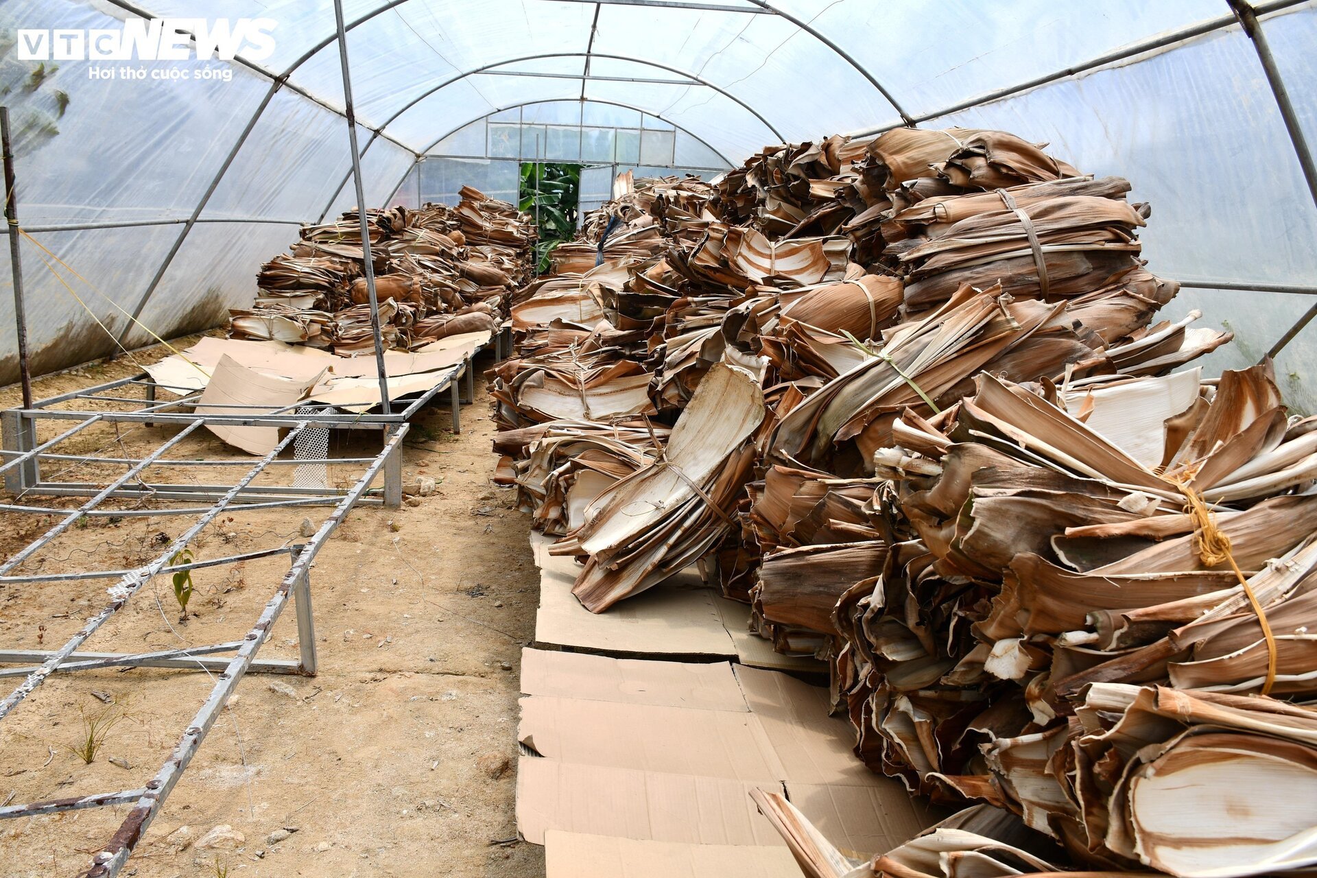 Độc đáo chén, đĩa làm bằng mo cau, xuất khẩu khắp 5 châu - Ảnh 9