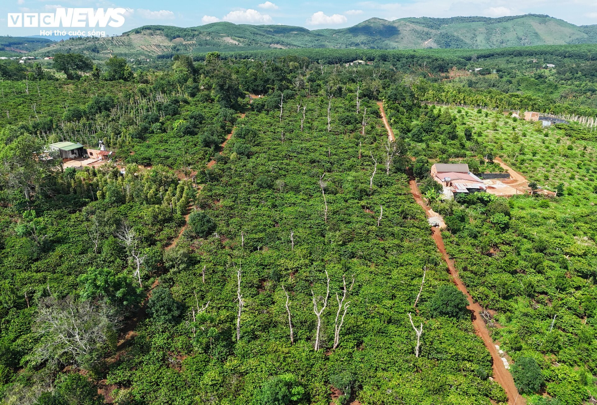 Khô hạn khốc liệt ở Tây Nguyên: Cứu 'cây tỷ đô' thế nào? - Ảnh 10