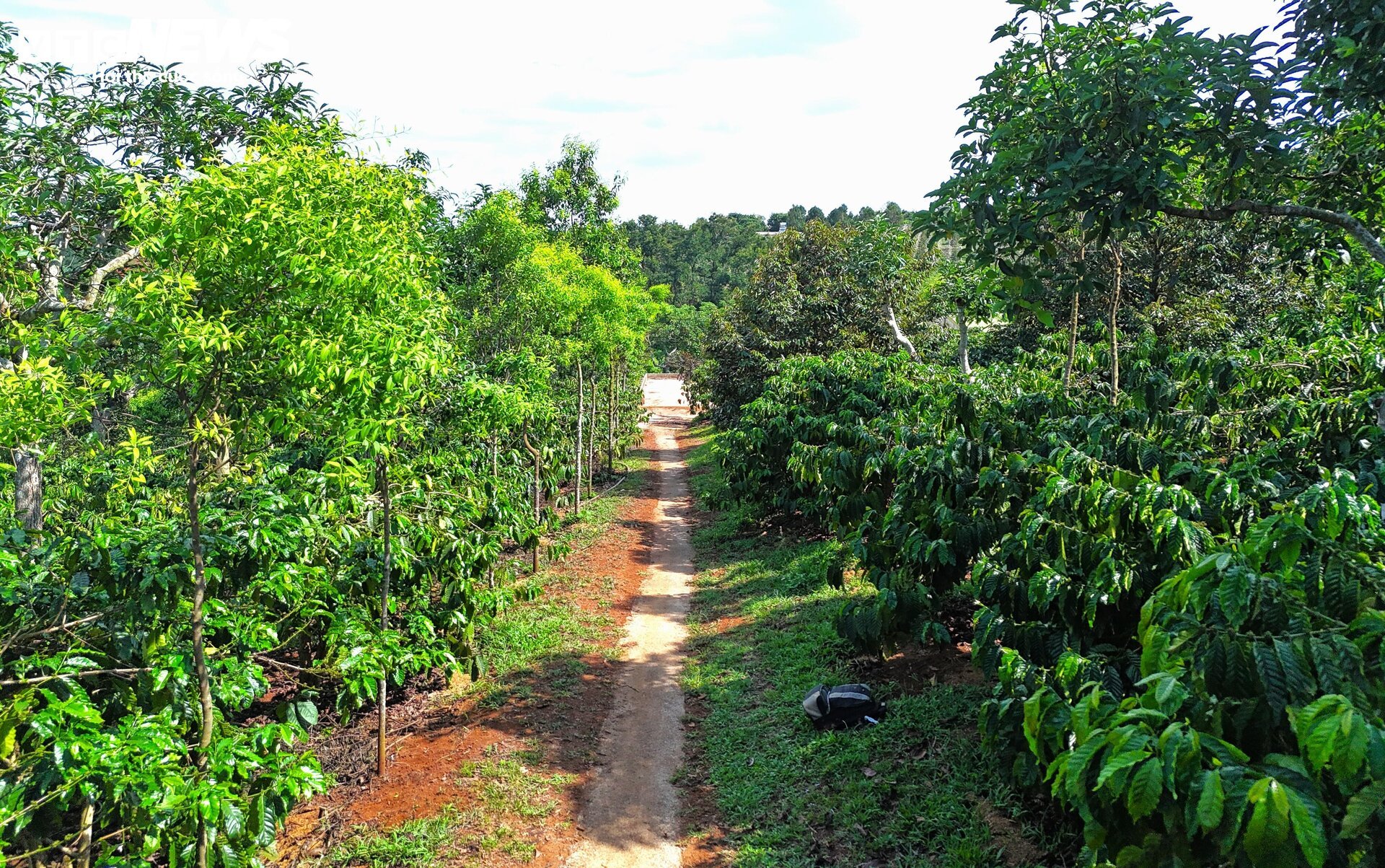 Khô hạn khốc liệt ở Tây Nguyên: Cứu 'cây tỷ đô' thế nào? - Ảnh 5