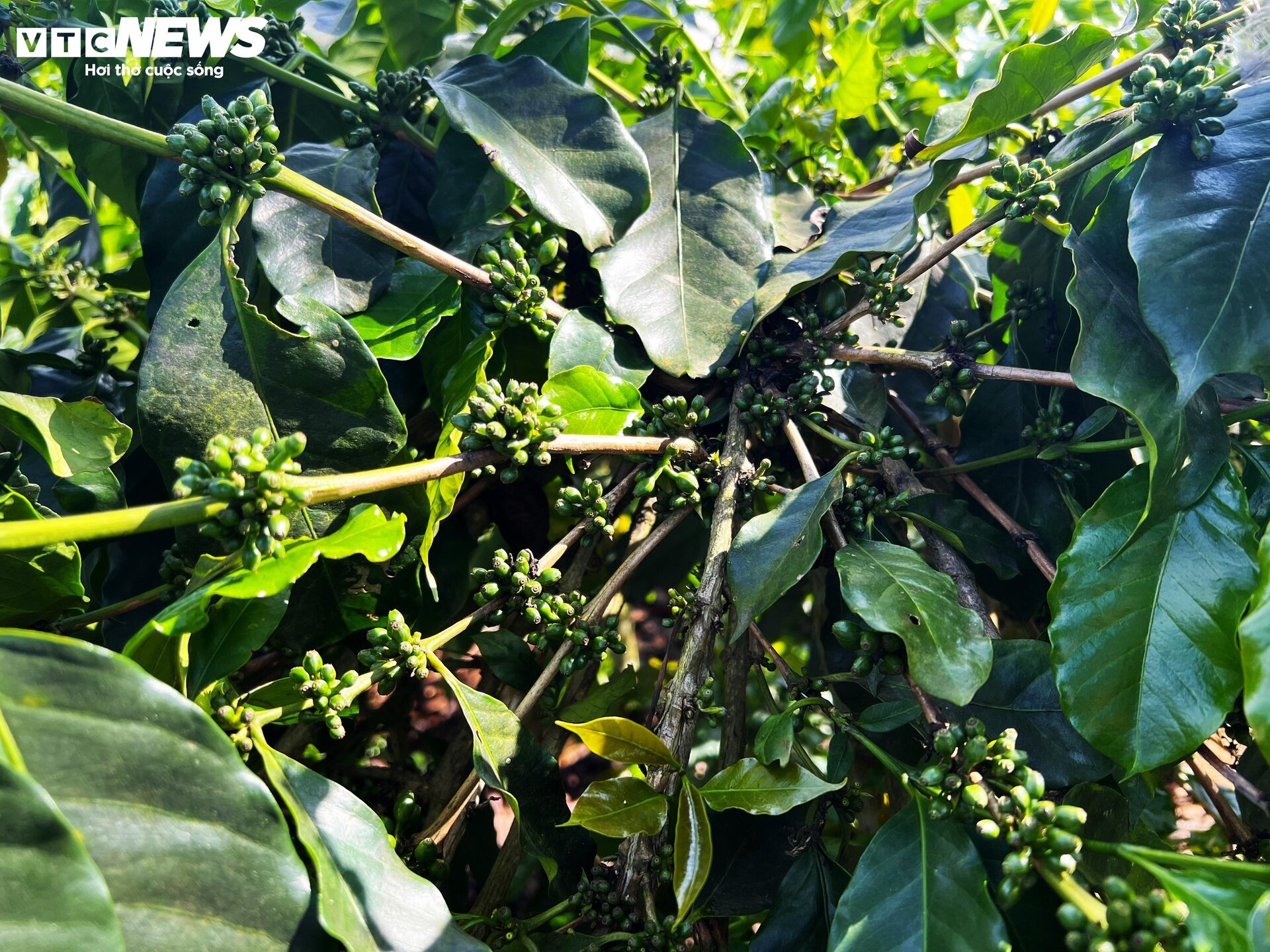 Khô hạn khốc liệt ở Tây Nguyên: Cứu 'cây tỷ đô' thế nào? - Ảnh 6