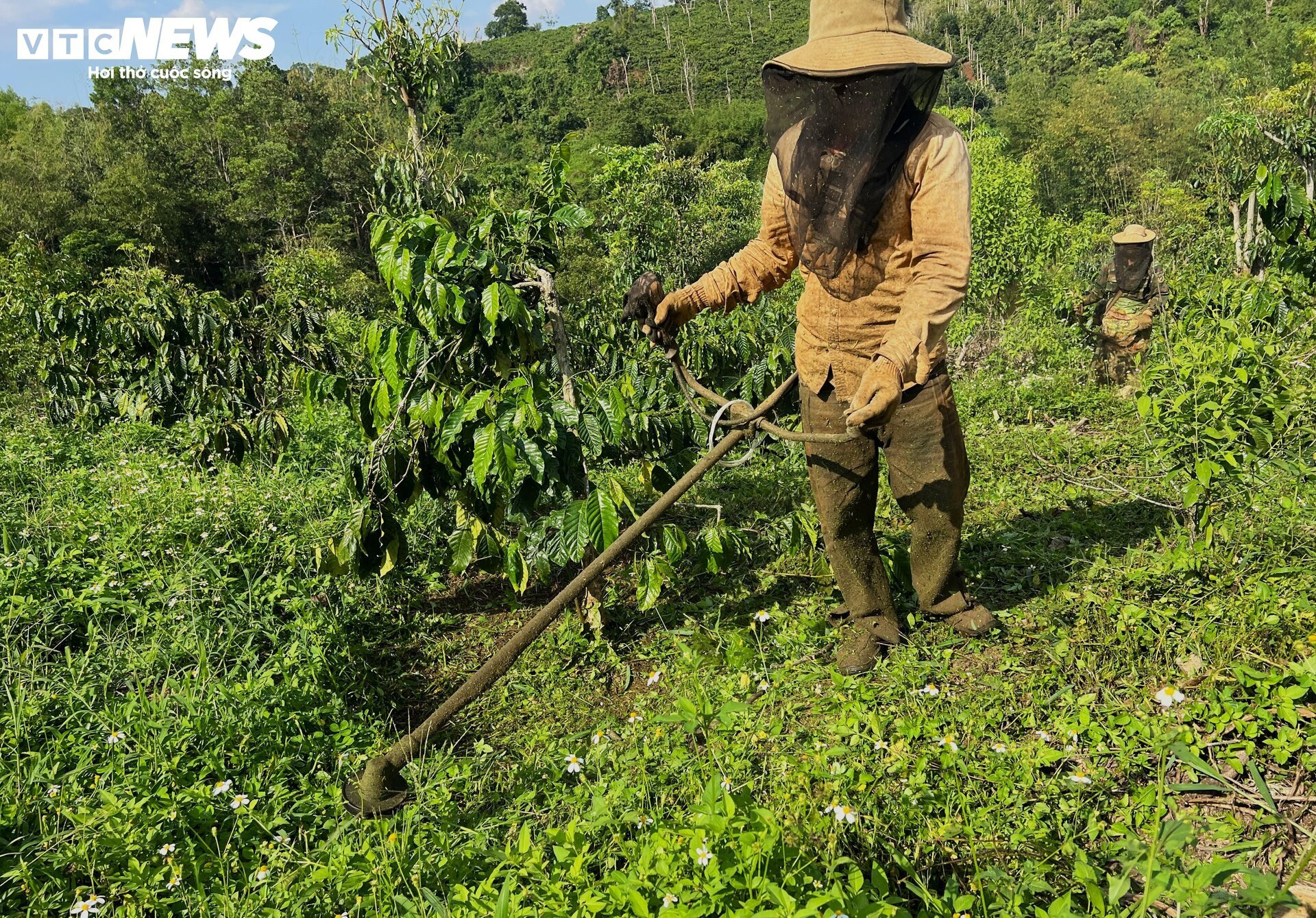 Khô hạn khốc liệt ở Tây Nguyên: Cứu 'cây tỷ đô' thế nào? - Ảnh 9