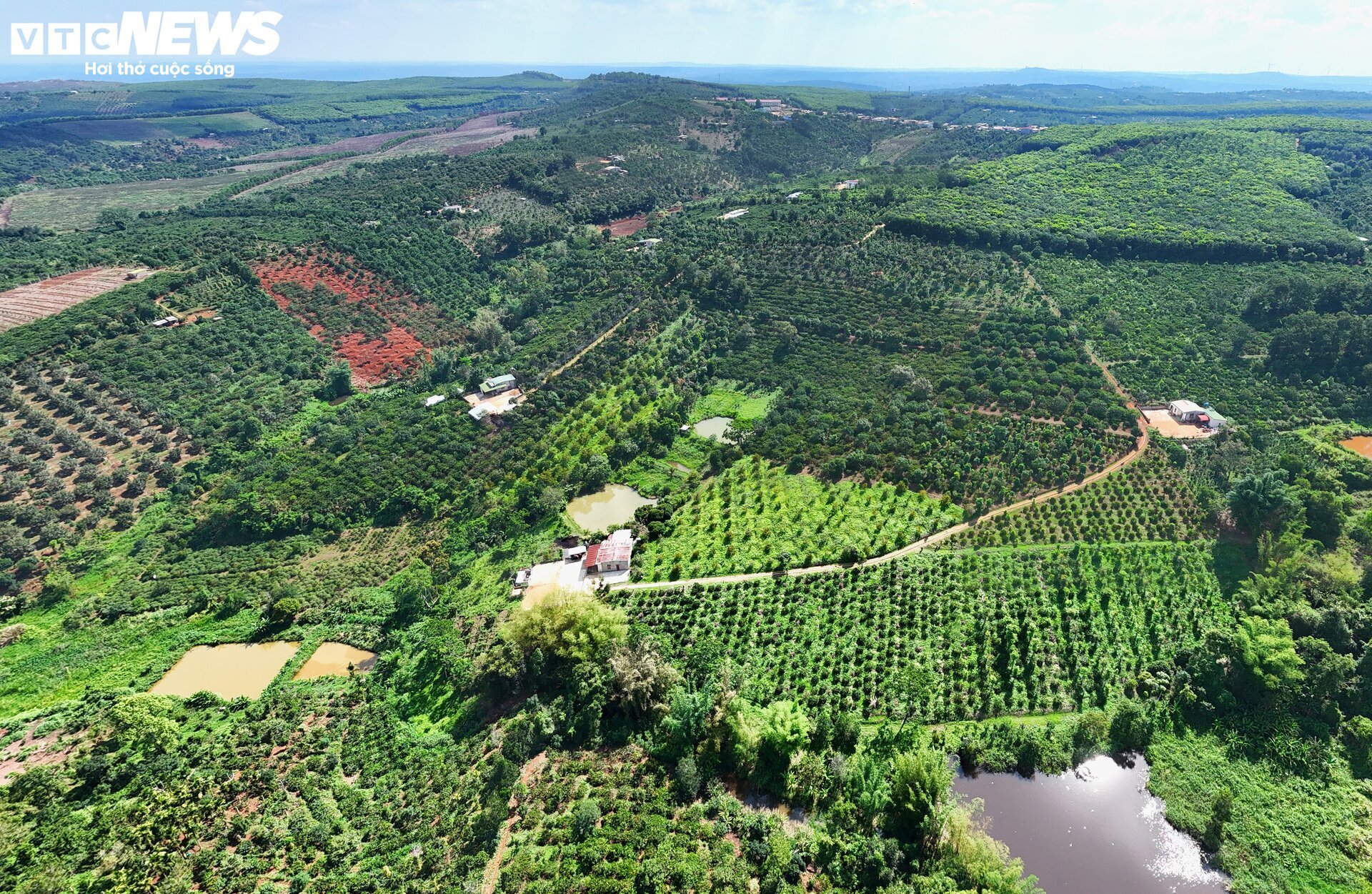 Khô hạn khốc liệt ở Tây Nguyên: Cứu 'cây tỷ đô' thế nào? - Ảnh 8