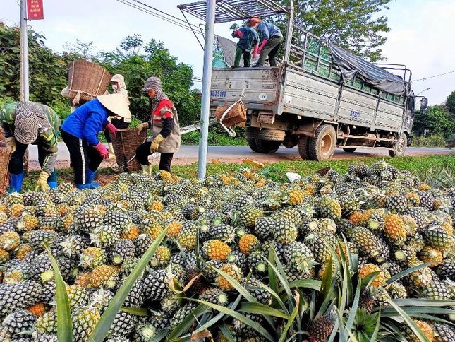 Được mùa dứa 'nữ hoàng', nông dân Nghệ An thu hàng trăm triệu đồng - Ảnh 3