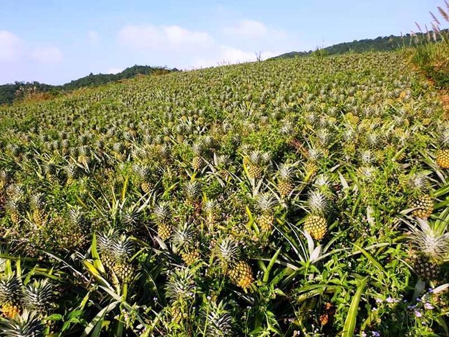 Được mùa dứa 'nữ hoàng', nông dân Nghệ An thu hàng trăm triệu đồng - Ảnh 1