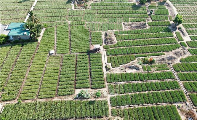 Nha đam Ninh Thuận hút hàng mùa nắng nóng - Ảnh 1