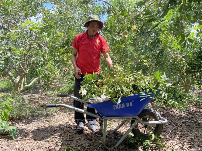 Nhãn trái vụ giá bán cao - Ảnh 1