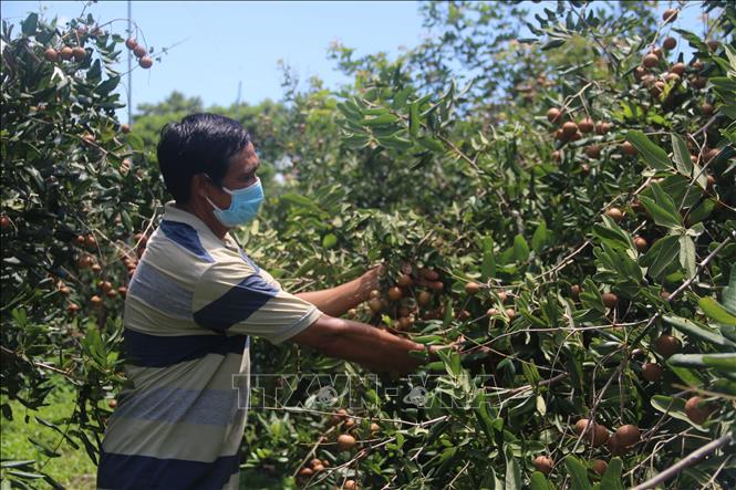 Nhãn trái vụ giá bán cao - Ảnh 2