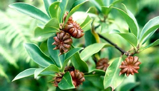 Loại hoa trồng 1 lần thu hoạch 80 năm này được Ấn Độ cực kỳ yêu thích: Việt Nam xuất gần 4.000 tấn từ đầu năm - Ảnh 1