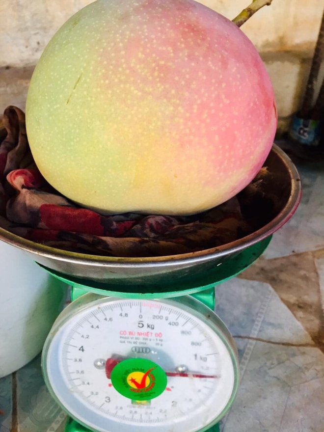 Cây xoài "độc lạ" nhất MXH: Nửa quả vàng ươm, nửa quả vẫn còn "xanh ngắt" - Ảnh 8