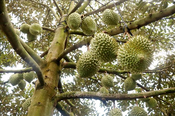 Sản lượng sầu riêng của Cần Thơ tăng gấp 2,5 lần - Ảnh 1