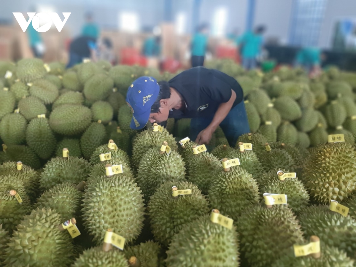 Tiền Giang: Sầu riêng ít trái, giá giảm - Ảnh 2