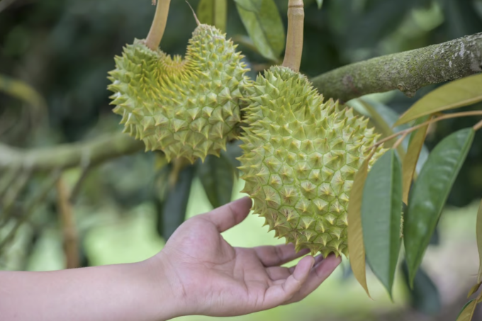 Trung Quốc bất ngờ tăng nhập khẩu, "vua quả" của Việt Nam tiếp tục thắng lớn - Ảnh 2