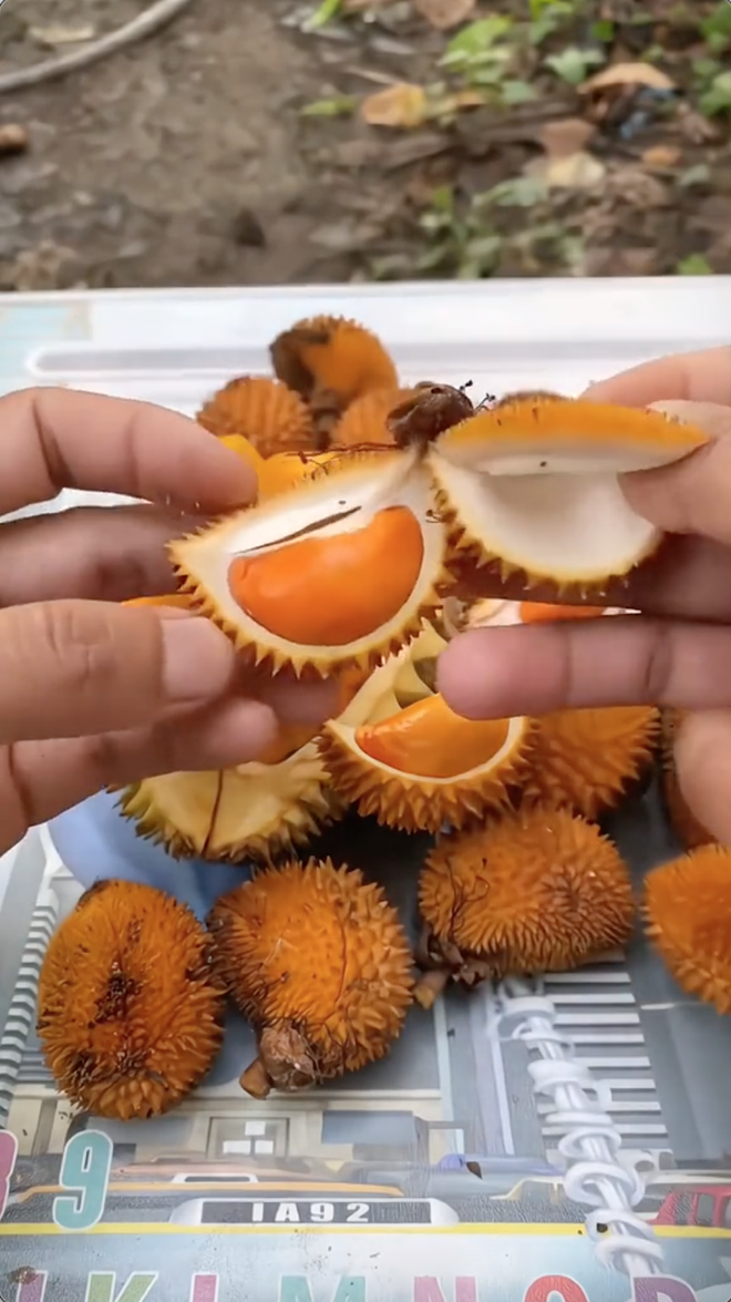 Xuất hiện loại sầu riêng tí hon nhưng đầy ắp múi khiến nhiều người xuýt xoa: "Đúng là trái dành riêng cho người hết tiền mà" - Ảnh 1