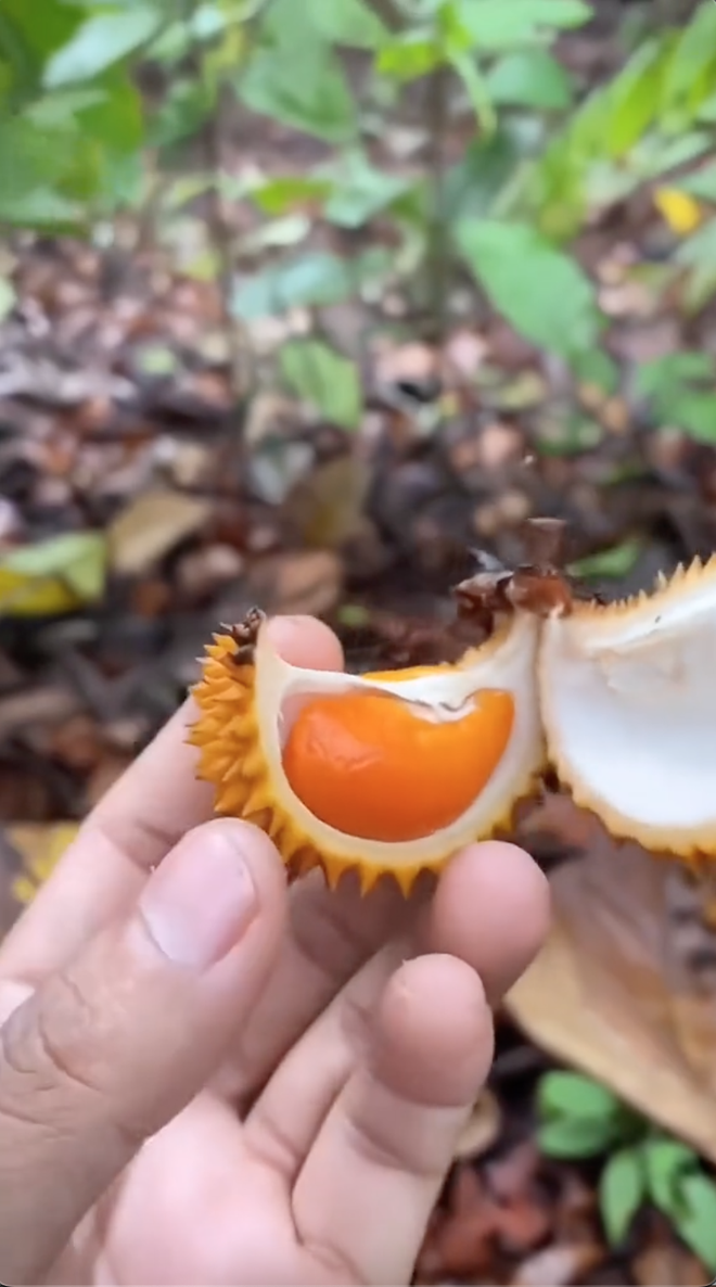 Xuất hiện loại sầu riêng tí hon nhưng đầy ắp múi khiến nhiều người xuýt xoa: "Đúng là trái dành riêng cho người hết tiền mà" - Ảnh 2