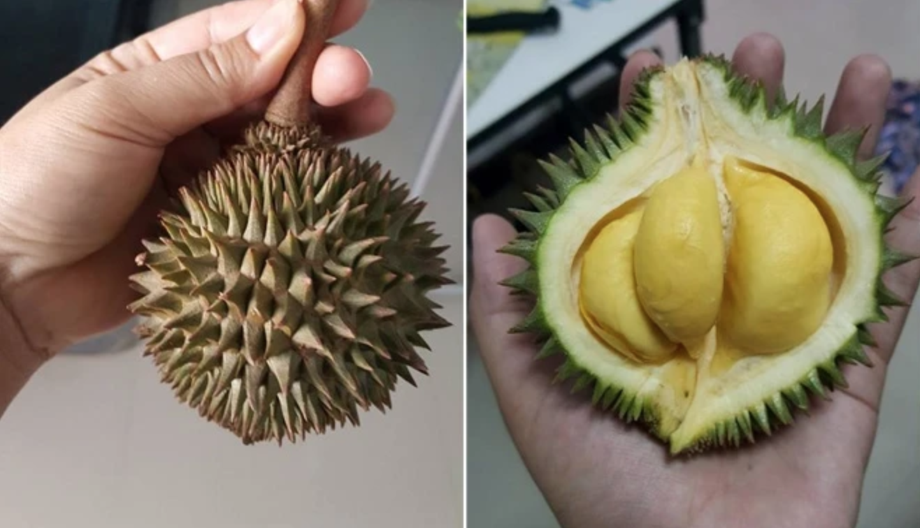 Xuất hiện loại sầu riêng tí hon nhưng đầy ắp múi khiến nhiều người xuýt xoa: "Đúng là trái dành riêng cho người hết tiền mà" - Ảnh 3