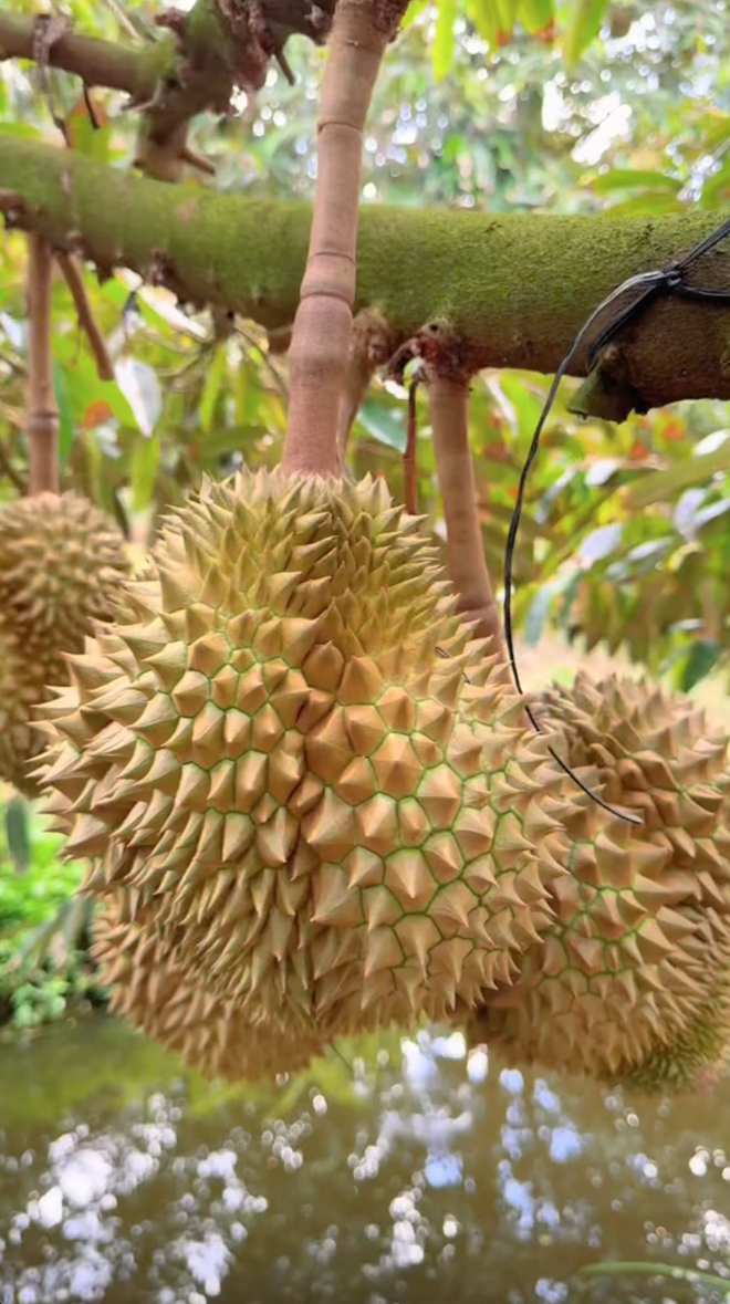 Bán sầu riêng online, TikToker Thiện Nhân bị trả lại tận 800kg, hỏng hết và mất luôn vốn liếng - Ảnh 1