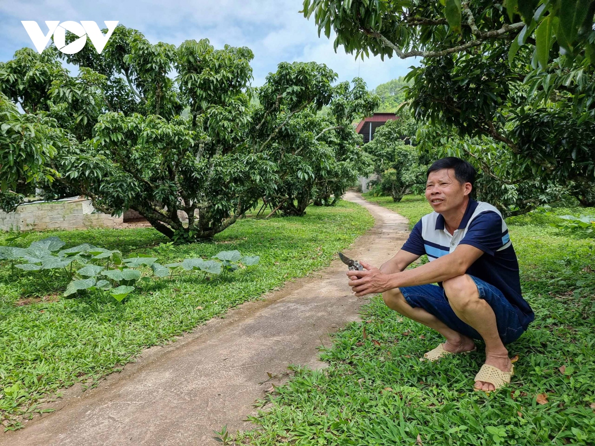 "Thủ phủ" vải thiều Lục Ngạn mất mùa chưa từng có, hụt cả trăm nghìn tấn vải - Ảnh 1