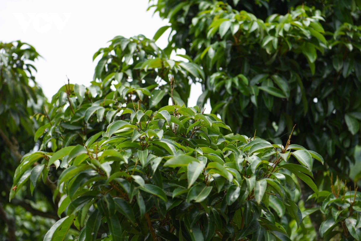 "Thủ phủ" vải thiều Lục Ngạn mất mùa chưa từng có, hụt cả trăm nghìn tấn vải - Ảnh 4