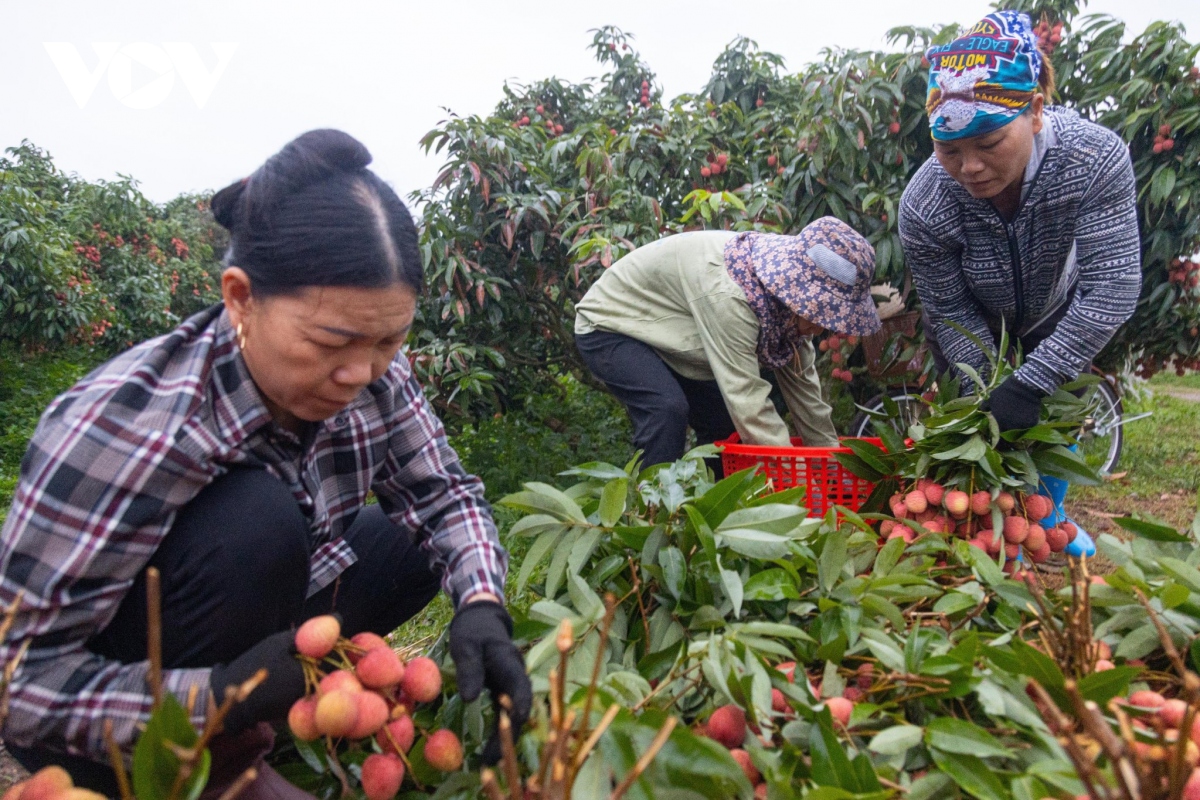 "Thủ phủ" vải thiều Lục Ngạn mất mùa chưa từng có, hụt cả trăm nghìn tấn vải - Ảnh 6