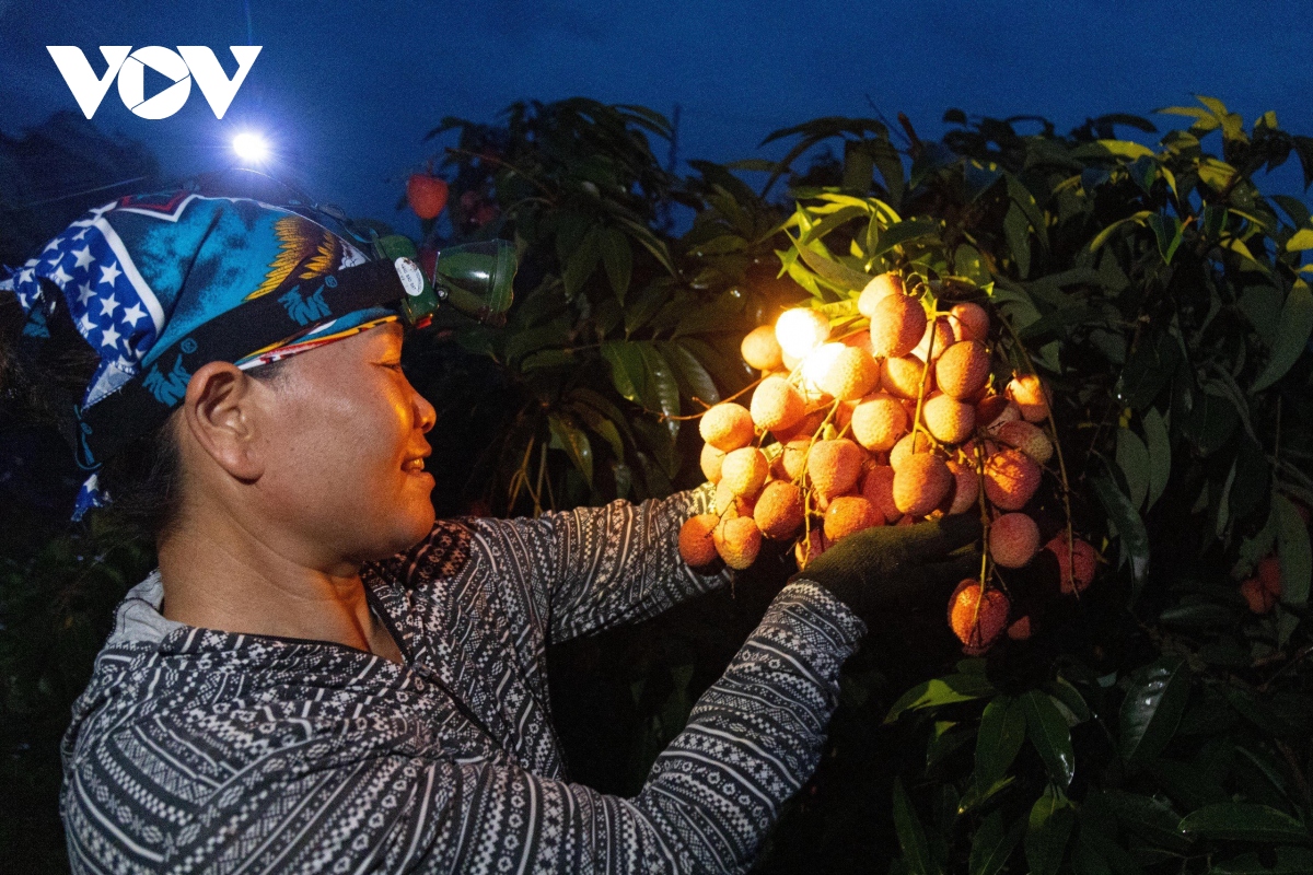 "Thủ phủ" vải thiều Lục Ngạn mất mùa chưa từng có, hụt cả trăm nghìn tấn vải - Ảnh 5
