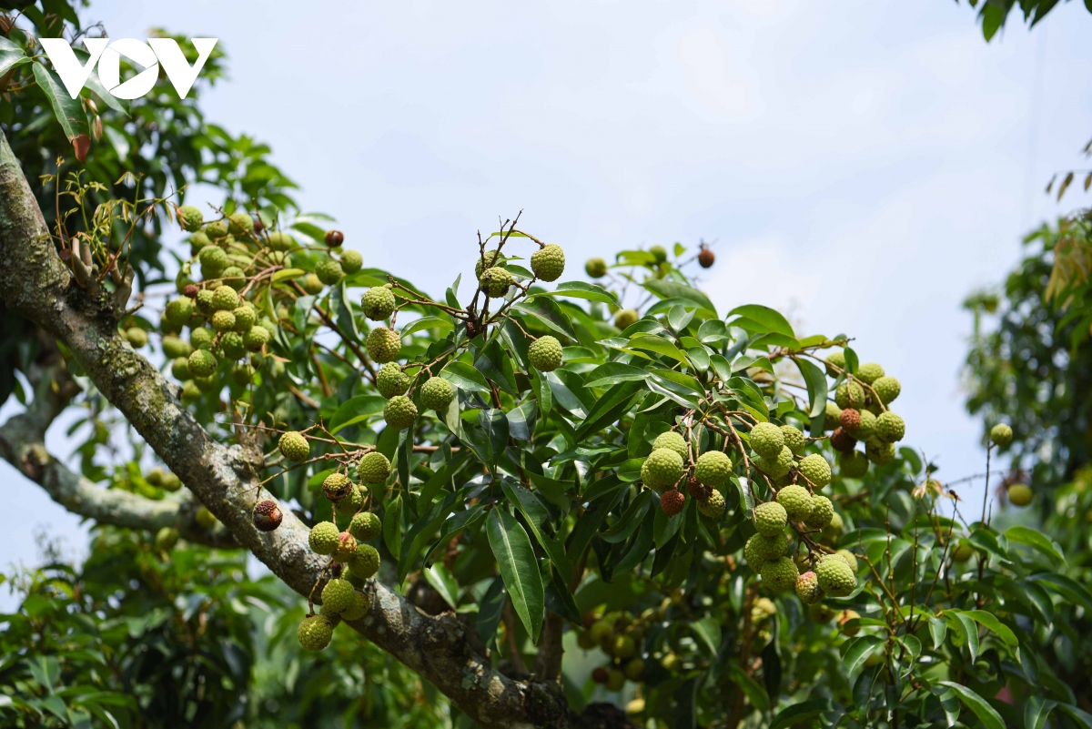 "Thủ phủ" vải thiều Lục Ngạn mất mùa chưa từng có, hụt cả trăm nghìn tấn vải - Ảnh 3