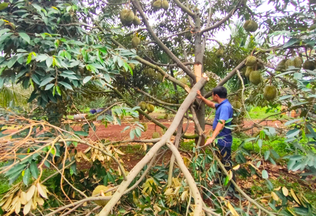 Xót xa cảnh sầu riêng rụng la liệt sau trận mưa lớn kèm gió mạnh ở Gia Lai - Ảnh 1