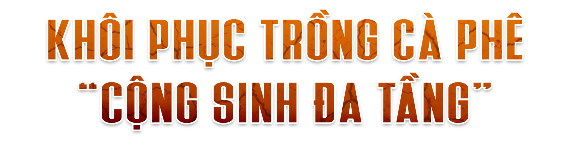 Khô hạn khốc liệt ở Tây Nguyên: Cứu 'cây tỷ đô' thế nào? - Ảnh 7