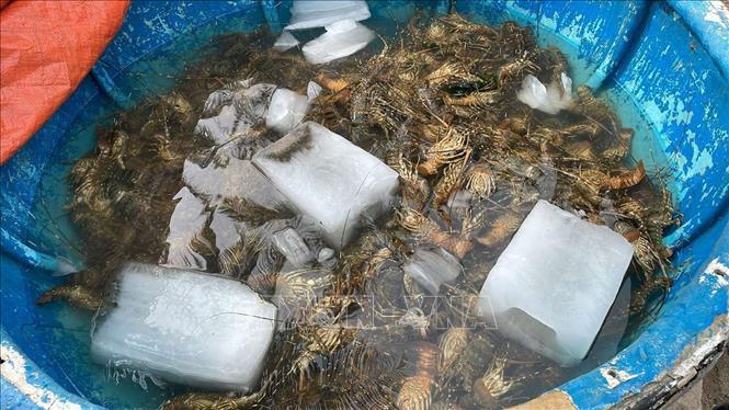 Công bố nguyên nhân tôm hùm chết ở Phú Yên - Ảnh 1