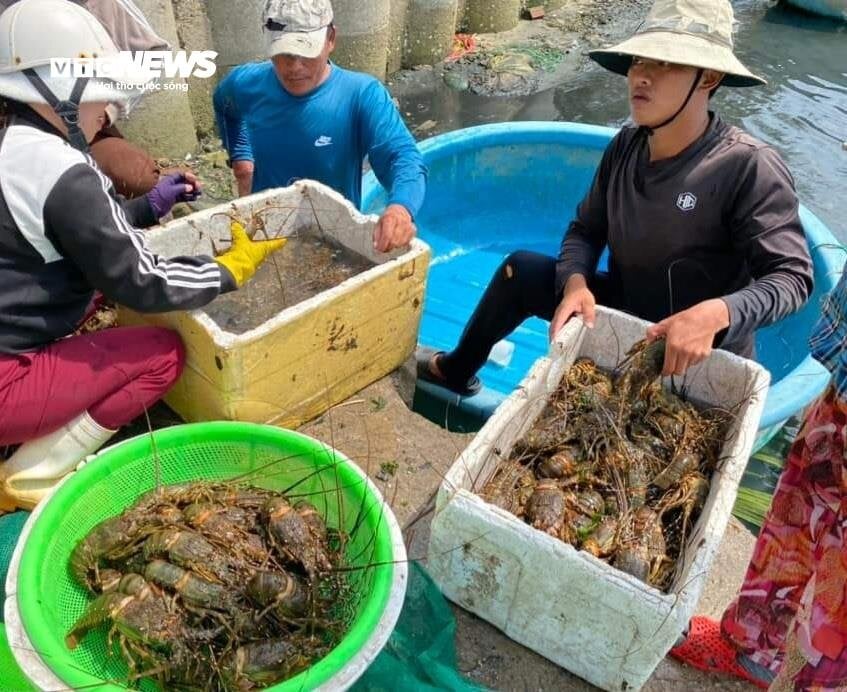 Hơn 60 tấn tôm hùm bị chết ở Phú Yên, người nuôi cay đắng bán giá 50.000 đồng/kg - Ảnh 11
