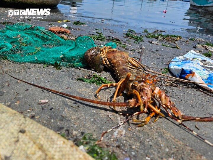 'Thủ phủ' tôm hùm Phú Yên năm nào cũng có thiệt hại: Làm sao khắc phục? - Ảnh 1