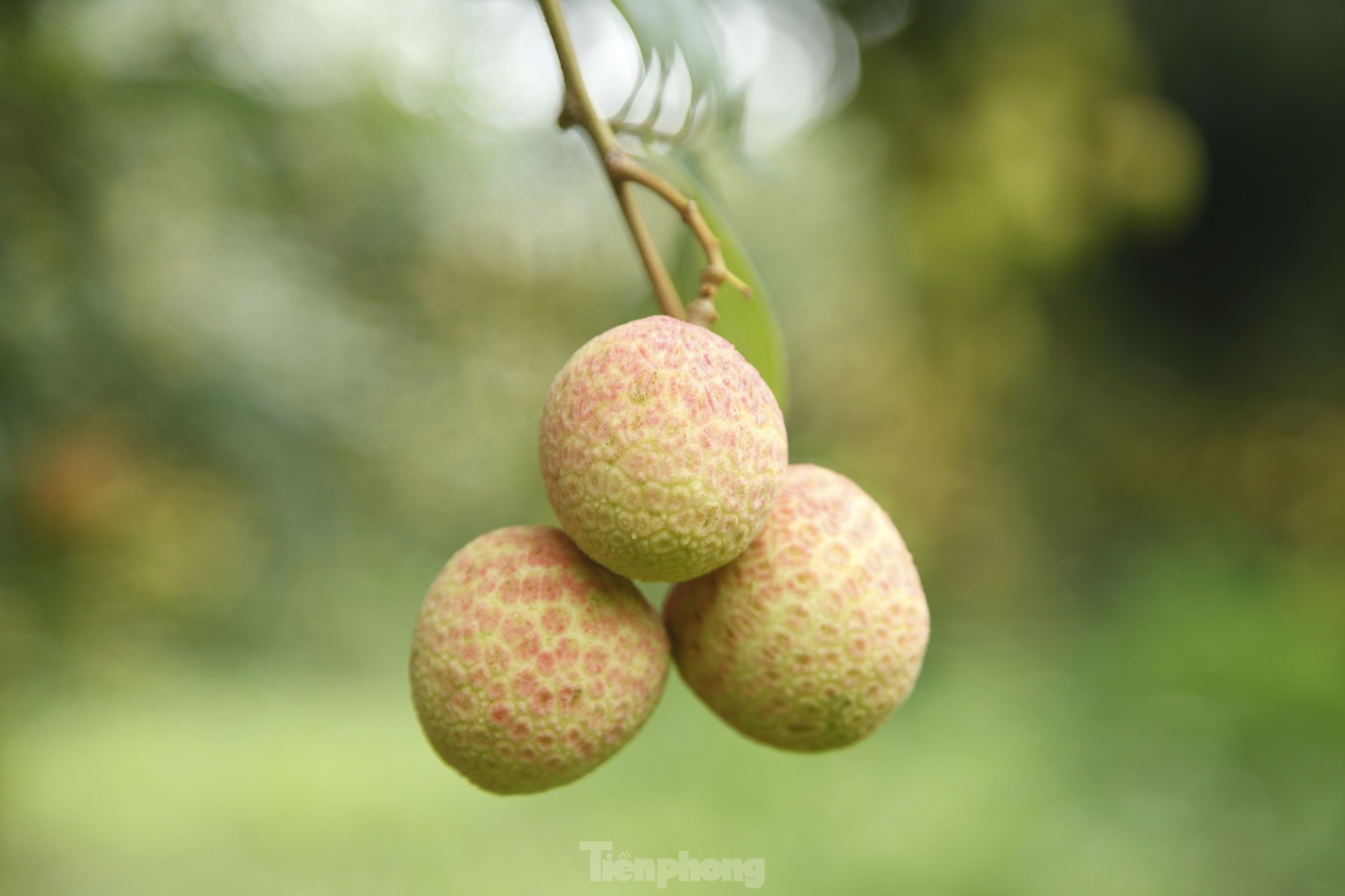 Hiếm hoi vườn vải thiều trĩu quả trong năm Bắc Giang mất mùa - Ảnh 9