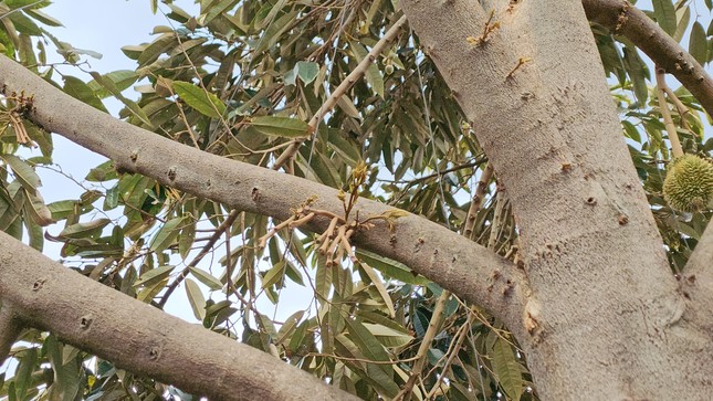 Sầu riêng rụng la liệt vì 'khát' nước, 'sốc' nhiệt - Ảnh 9