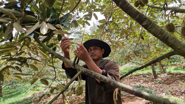 Sầu riêng rụng la liệt vì 'khát' nước, 'sốc' nhiệt - Ảnh 2