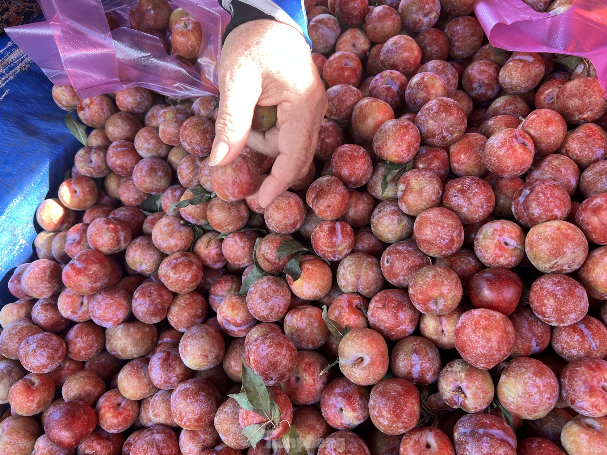 Mận hậu đổ bộ Sài thành, 'giá nào cũng có' - Ảnh 2