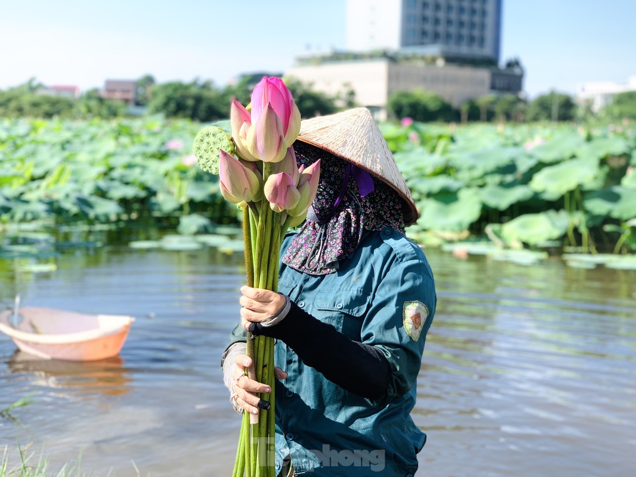 Lội bùn lấy ngó sen, nông dân kiếm bộn tiền - Ảnh 10