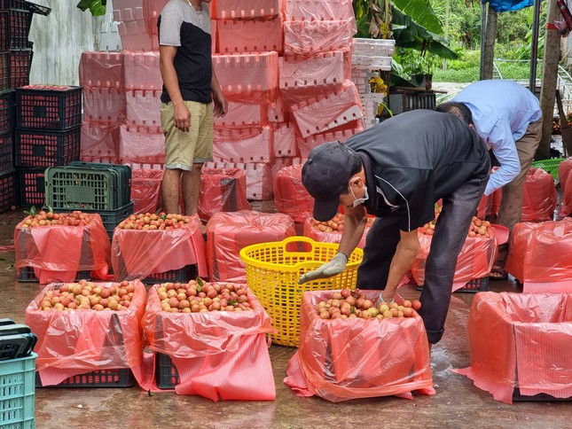 Lo thất thu hàng nghìn tỷ đồng mùa vải thiều năm nay - Ảnh 1