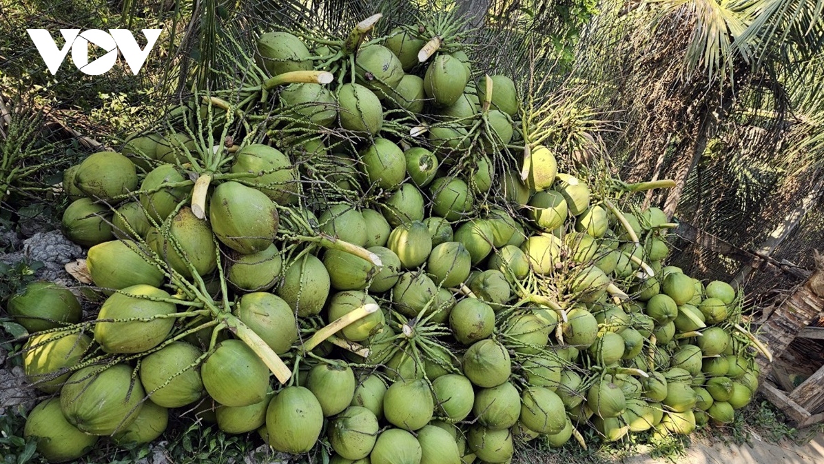 Quả dừa Việt Nam có nhiều tiềm năng xâm nhập thị trường Philippines - Ảnh 1