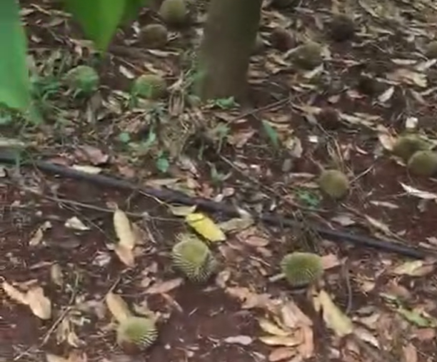 Xót xa nhiều vườn sầu riêng tiền tỉ rụng sạch trái - Ảnh 2