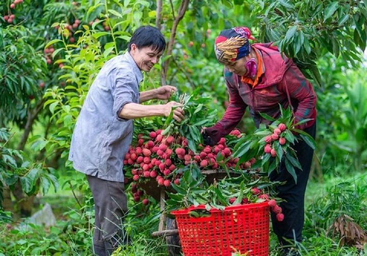 Vải thiều mất mùa, doanh nghiệp giảm sản lượng xuất khẩu - Ảnh 4