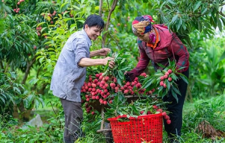 Bắc Giang bắt đầu thu hoạch vải thiều, giá tại vườn khoảng 35.000 đồng/kg - Ảnh 1