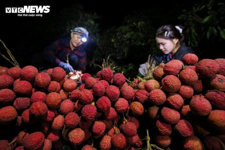 4 tấn vải thiều Bắc Giang đi nước ngoài, giá thu mua tại vườn tăng mạnh - Ảnh 1