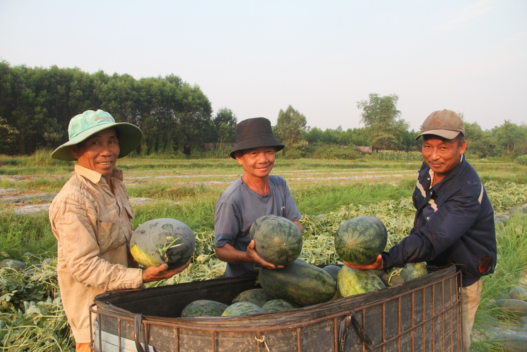 Dưa hấu được mùa được giá, nông dân Quảng Nam "trúng lớn" - Ảnh 1