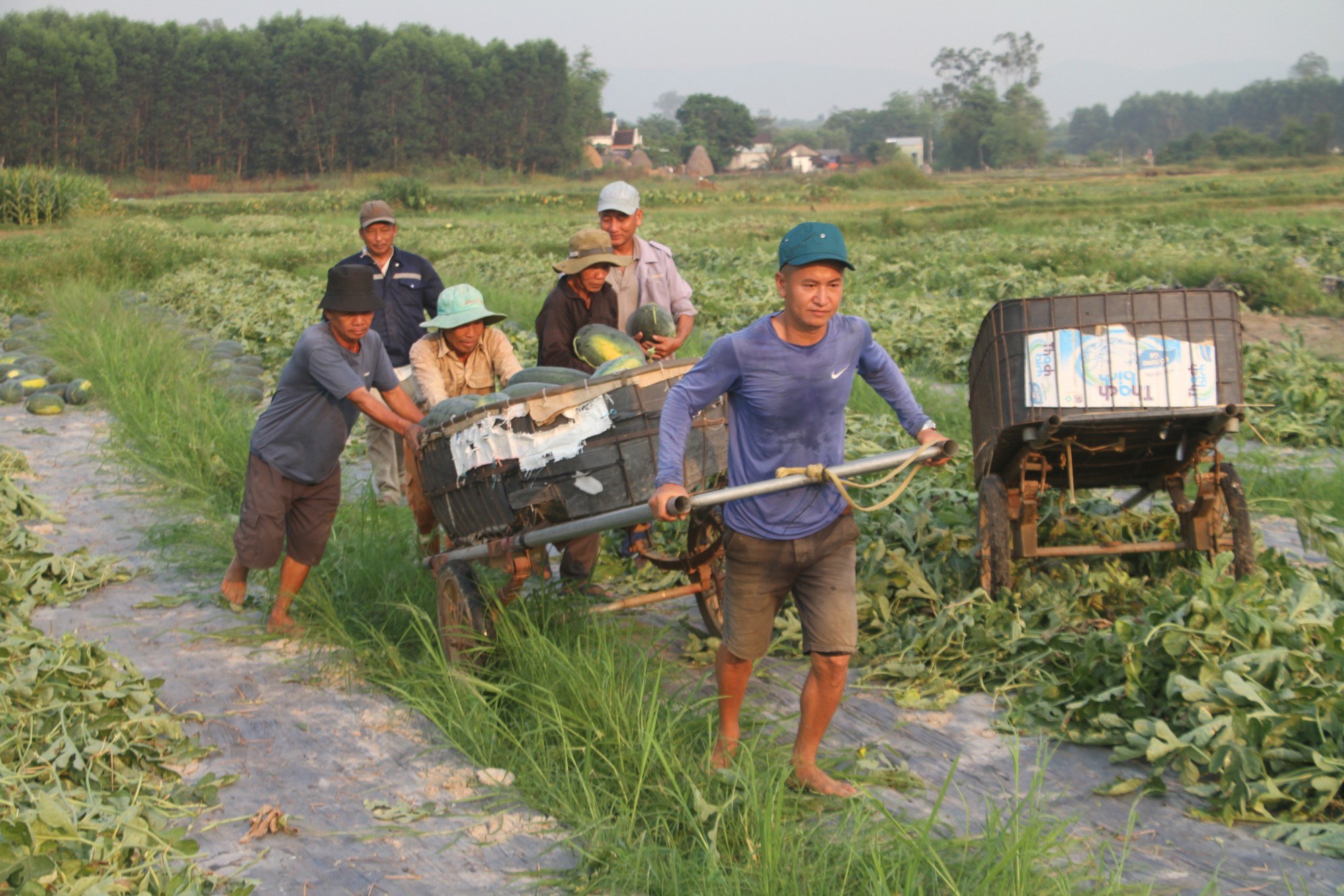 Dưa hấu được mùa được giá, nông dân Quảng Nam "trúng lớn" - Ảnh 4