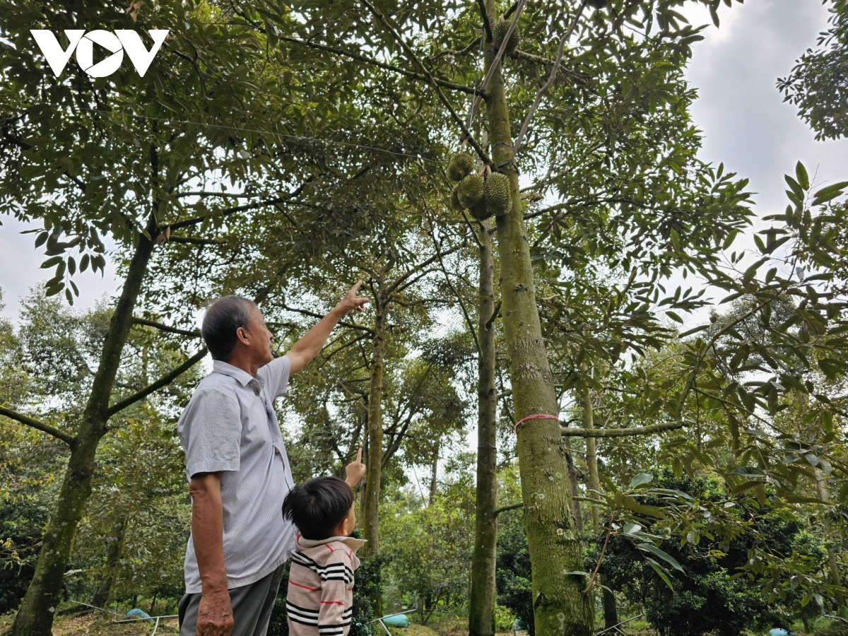 Tiền Giang: Sầu riêng ít trái, giá giảm - Ảnh 1